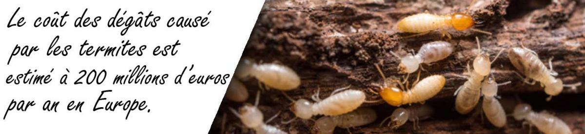 traitement anti-termites à niort