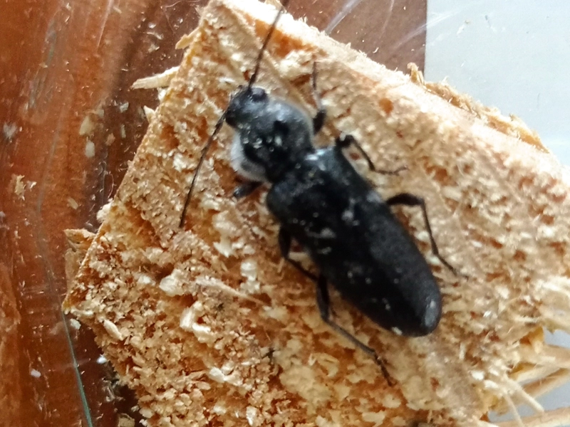 capricorne des maisons insecte xylophage