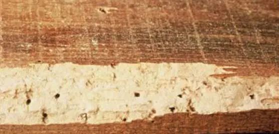 traitement bois Lyctus