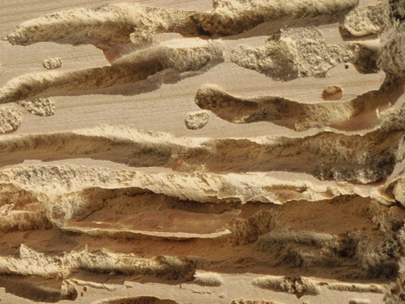 galeries insectes xylophages bois