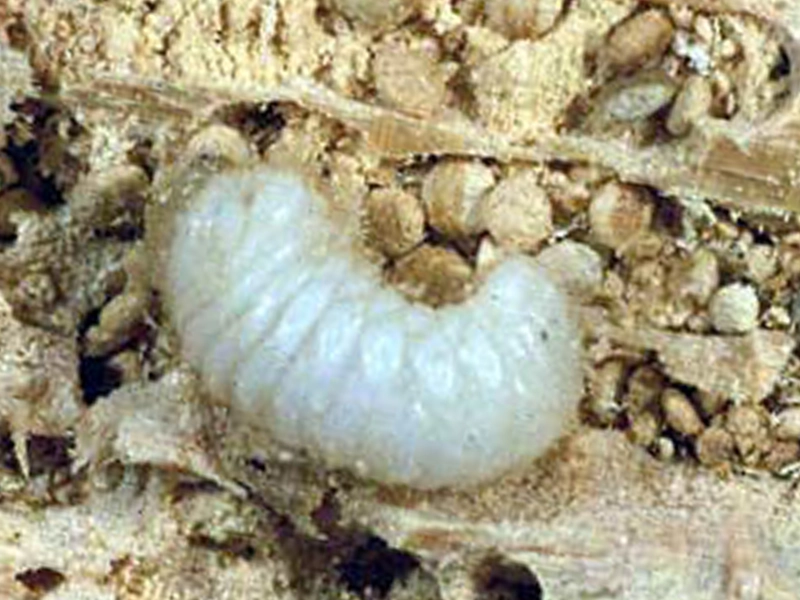 larve de vrillette xylophage dans une galerie de bois