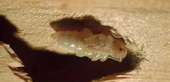 traitement bois contre les capricornes