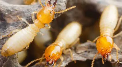 termites-traitement-niort