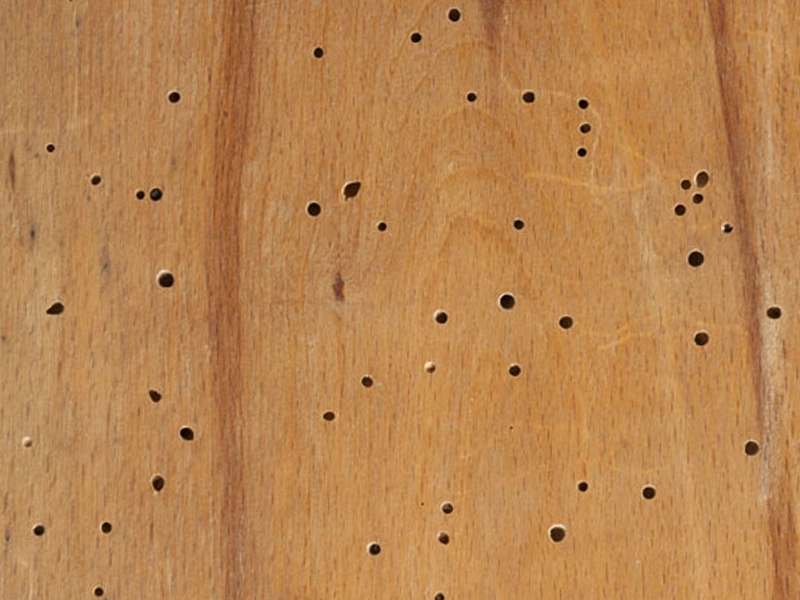 trous de vrillettes dans une poutre en bois vermoulue